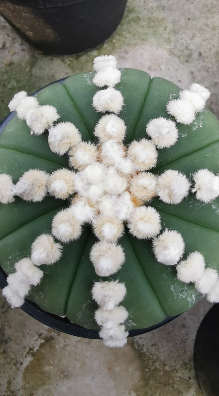AT cactus