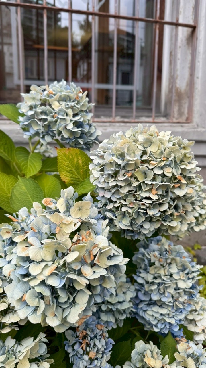 日韓快閃代購🇯🇵🇰🇷-2/3～2/6連線