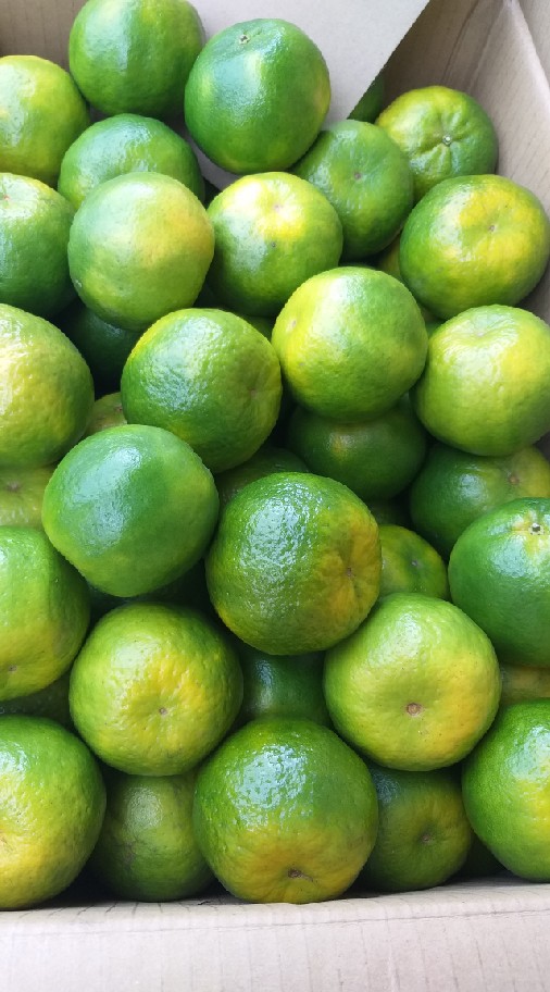 慧幸福生鮮蔬果團購