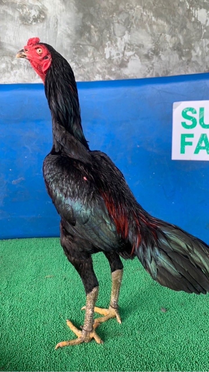SURAFARM