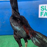 SURAFARM
