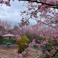 2/19大年初三餐敘賞櫻.玉蘭茶園