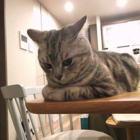 猫の下僕になった飼い主の実態 要求に応えている毎日