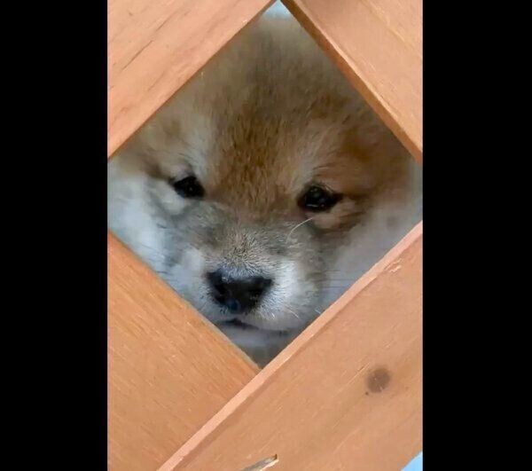 柴犬の子犬たちの朝の様子が 萌えテロ だった