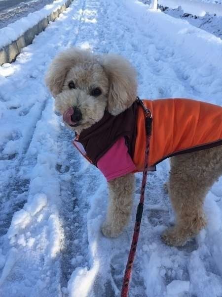 寒い冬に犬の散歩の質を高める方法とは