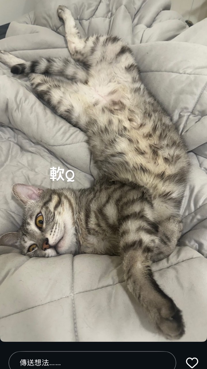 CCYJBB抖音補蛋 問題詢問群組