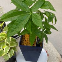 社会福祉法人桜木会