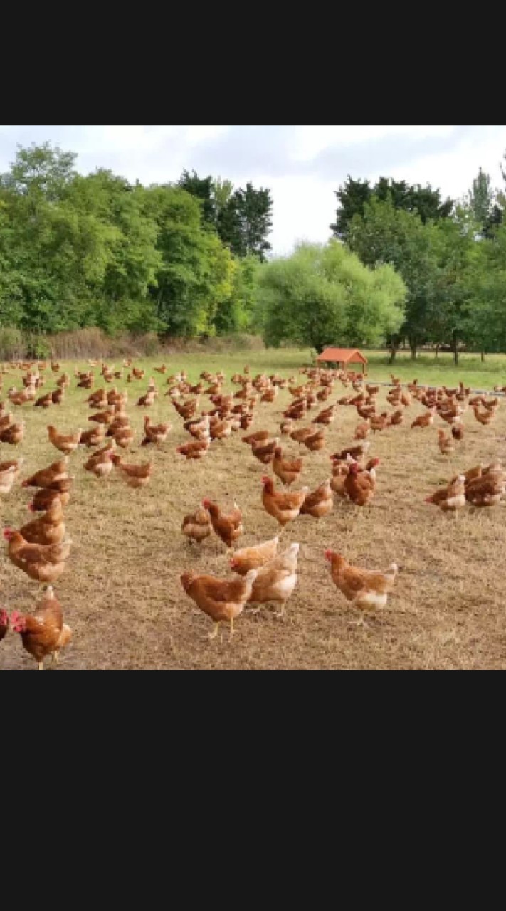 กลุ่มเลี้ยงไก่ไข่พอเพียง