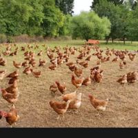 กลุ่มเลี้ยงไก่ไข่พอเพียง