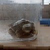 みんなで鉱物と地理と魚を愛でる会