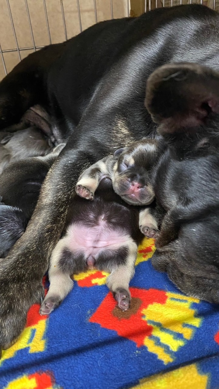 ジョウ犬舎family💞