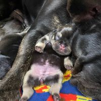 ジョウ犬舎family💞