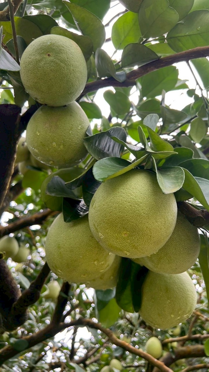 🍒桃園熊讚愛🏠家團購趣開心🥰