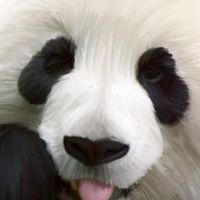大台中 熊貓 互助群 𝐅𝐨𝐨𝐝𝐩𝐚𝐧𝐝𝐚