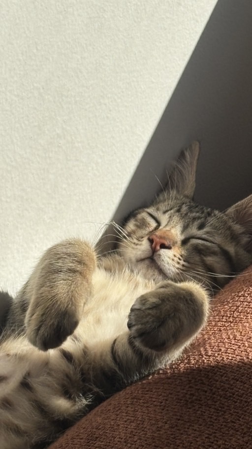 呼嚕嚕實驗室｜日本代購 ❁