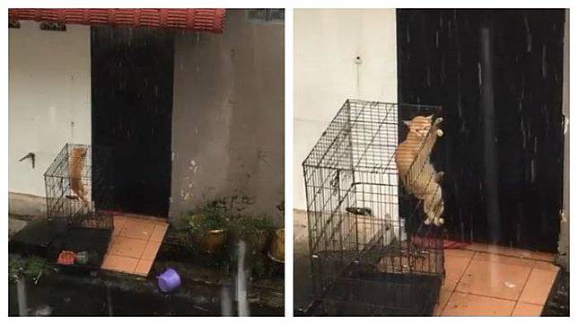 Viral Video Kucing Dikandang dan Diletakkan di Luar Rumah saat 