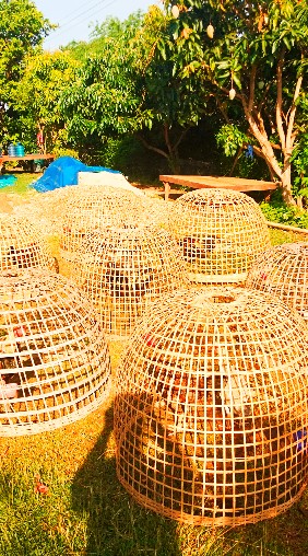 ตลาดไก่ชน ส.บุญมี ฟาร์ม