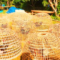 ตลาดไก่ชน ส.บุญมี ฟาร์ม