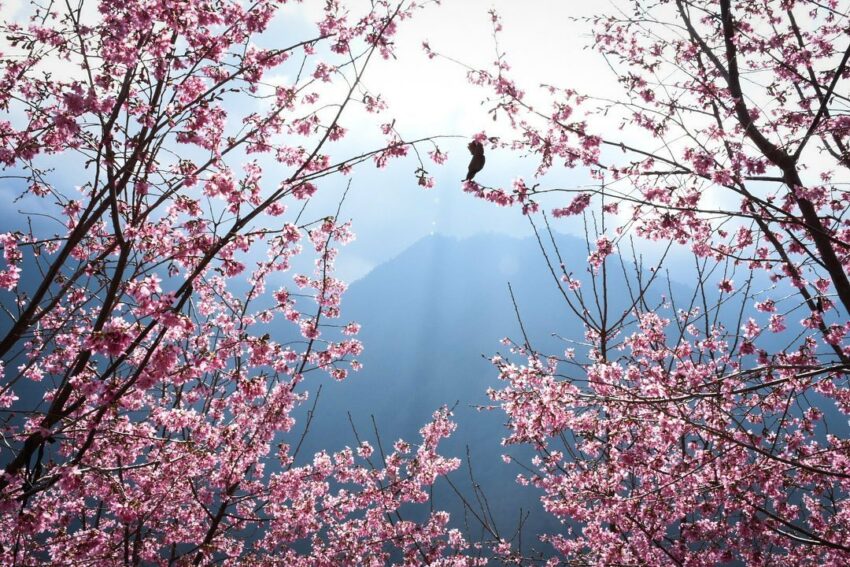 2021台灣賞櫻景點－－司馬庫斯