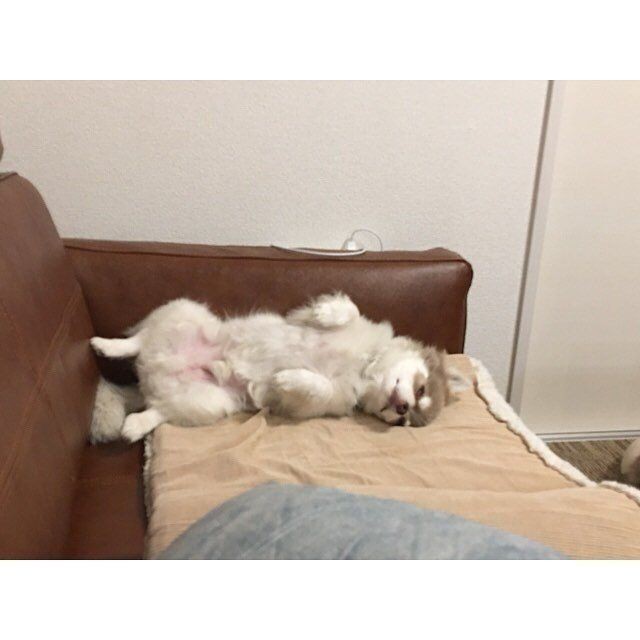 愛のメッセージ 犬があおむけになって寝転ぶのはなぜ