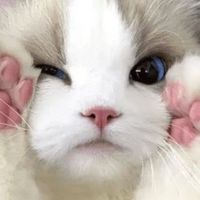 🏳️‍🌈英熊臉萌🐻‍❄️ワイルドリフト🌈激鬥峽谷🌲Xmas🤡黑皮黑皮👻自由組隊🌈生命平等🙏🏻大悲心起🤍善護心念💚