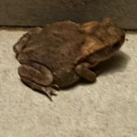 ブレインロットやってる人集まれー