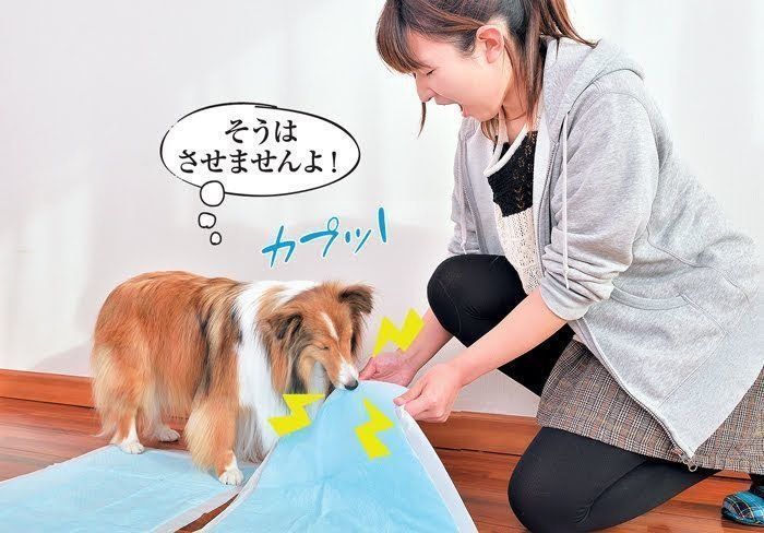 犬が噛む理由を犬の気持ちで考えたらやめさせ方がわかった