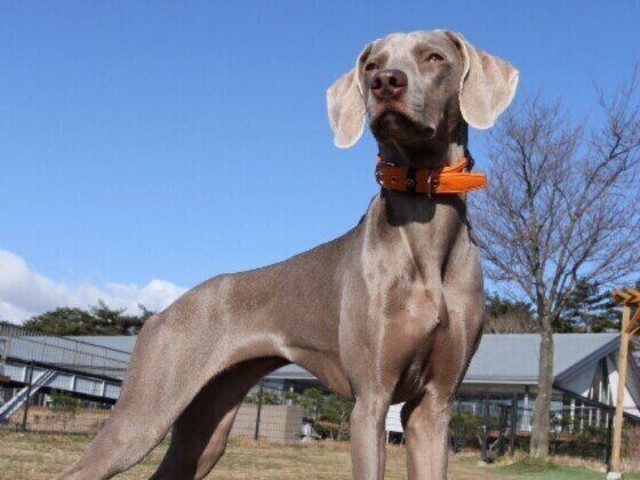 人との関わりで毛色が増えた 犬の毛色にまつわる雑学 いぬのきもちnews