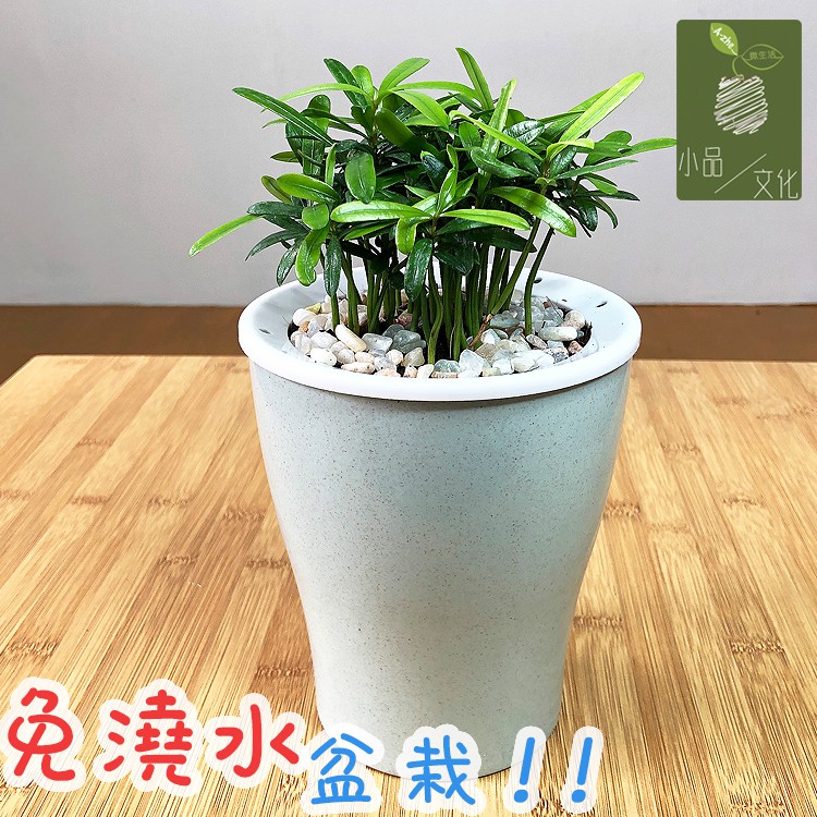 【現貨】【小品文化】羅漢松 4吋雙色圓盆懶人盆栽 觀葉植物 室內植物 自動吸水 水培 創意花盆 居家辦公盆花