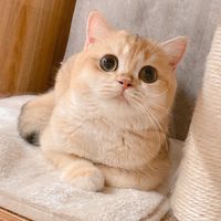 羽彤貓舍🐱 貓咪買賣 曼斥肯 小步舞曲 英長 英短 金漸層