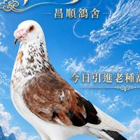 歸巢夢想家買賣社群