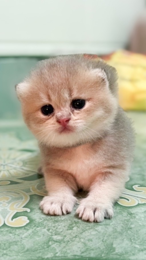 เด็กๆบ้านนามิ บริติชช็อตแฮร์