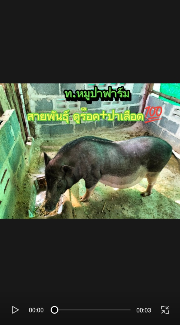 ท.   หมูป่า ลูกผสมสายพัฒนา