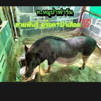 ท.   หมูป่า ลูกผสมสายพัฒนา
