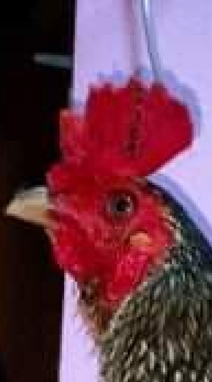 ซุ้ม เพชรพยัคฆ์ ไก่ชนสายพัฒนา