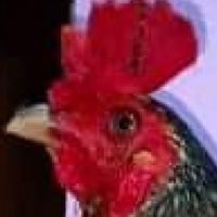 ซุ้ม เพชรพยัคฆ์ ไก่ชนสายพัฒนา