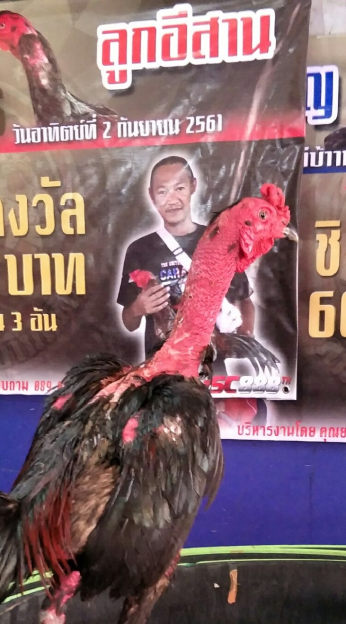 ซุ้มลูกอิสาน