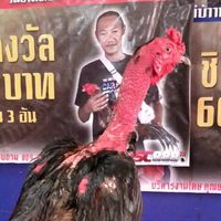 ซุ้มลูกอิสาน