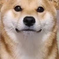 柴犬同好会
