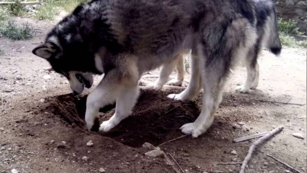 Mengenal 7 Fakta Alaskan Malamute Sering Salah Dikira Siberian Husky
