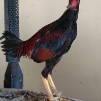 ชินกฤตไก่ชนพม่า
