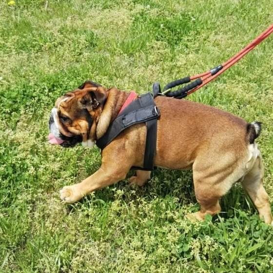 犬の鳴き声には謎がいっぱい 鳴き声トリビア 5選