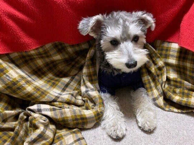 犬がこたつに入る理由 気を付けるポイントを獣医師が解説 いぬのきもちnews