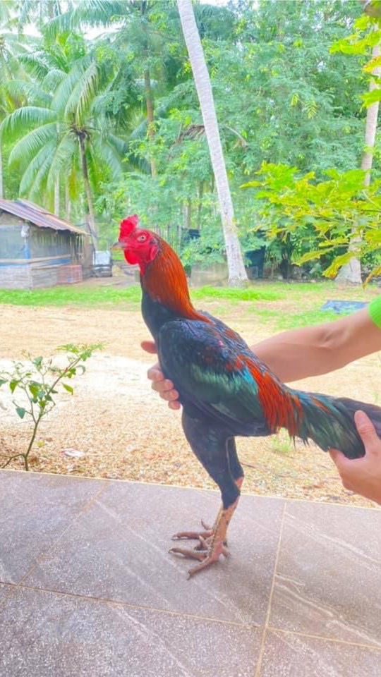 💕คนรักไก่ชน💕สายเลือดดี🥇🥇🥇