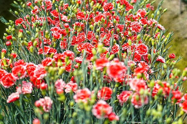 彰化最美花海綻放中 董家花田 整片漸層康乃馨絢麗登場 台灣旅行趣 Line Today