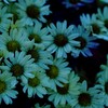 dear my daisy ✦ 全也ハント