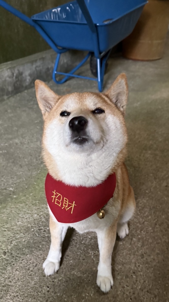 寶寶貝貝