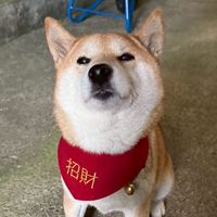 寶寶貝貝