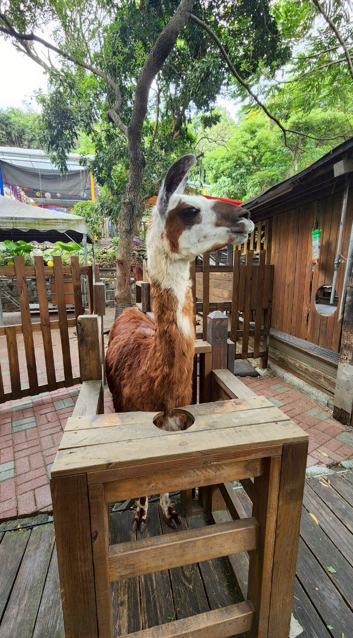 動吃卡吃～我想吃的玩的住的🤠旅遊／住宿／親子團購資訊大匯總