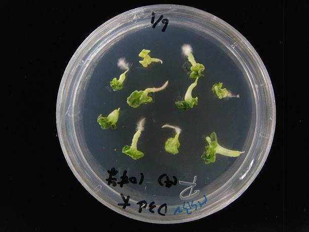  十字花科甘藍類蔬菜小孢子培養流程之子葉期胚。   圖：農委會提供 